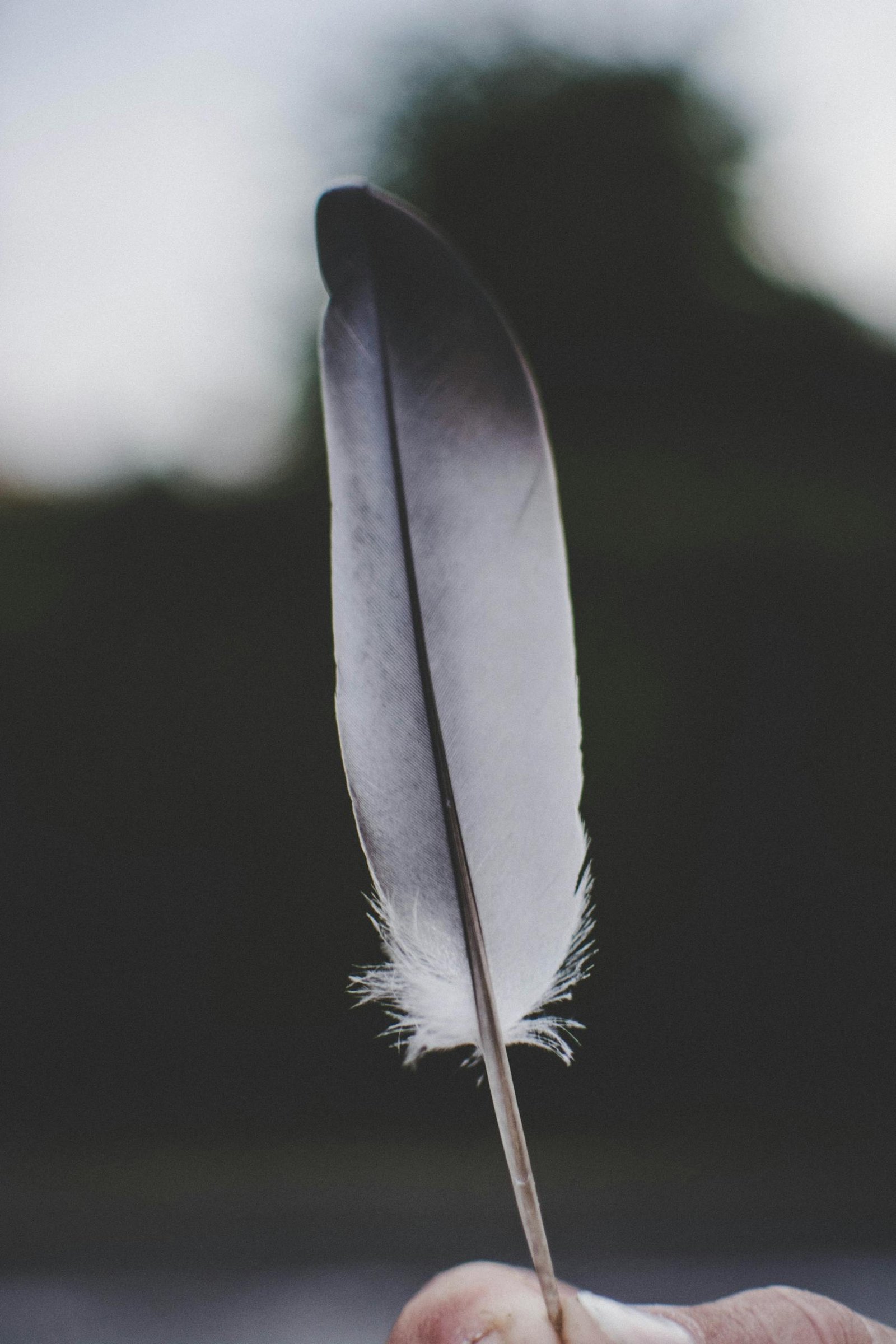 A detailed photograph of a hand holding a delicate feather against a blurred outdoor background.